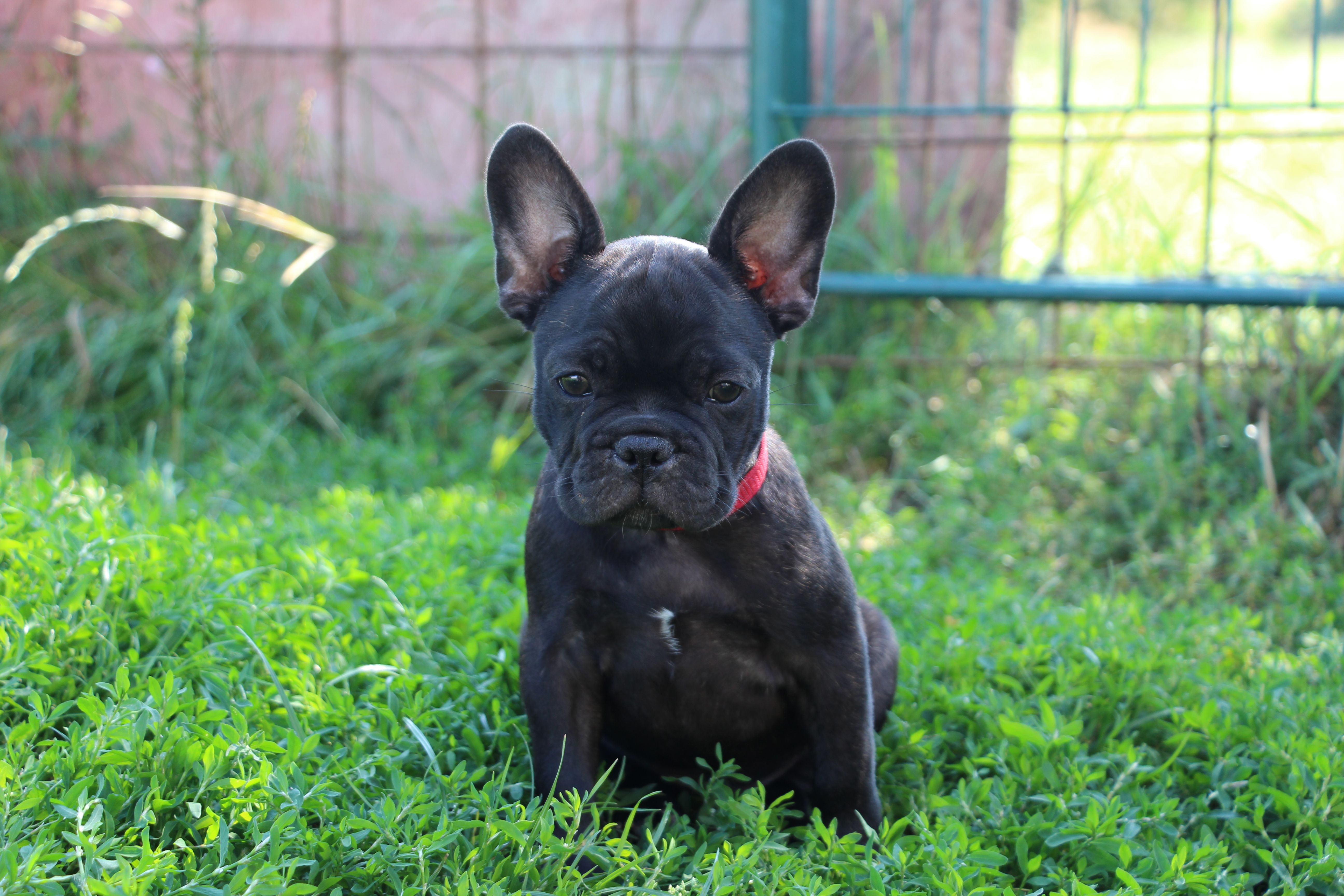 <svg class='red'></svg> <b>Mini Minnie</b> <svg class='red'></svg>